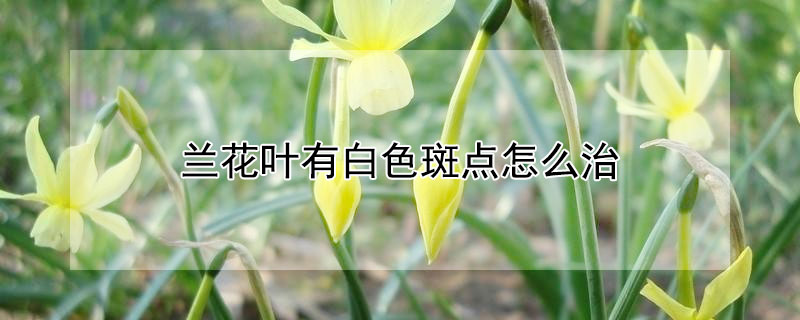 兰花叶有白色斑点怎么治 兰花白斑病图片