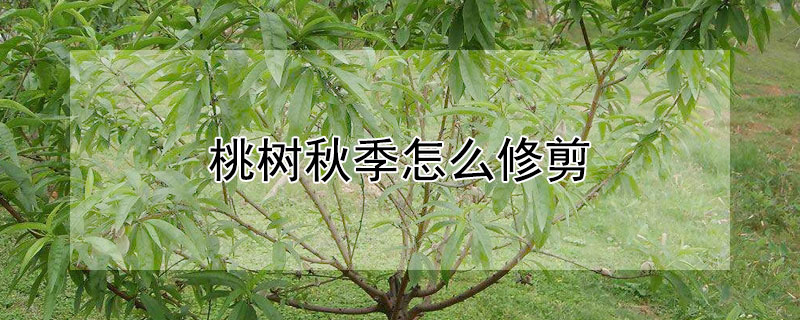 桃树秋季怎么修剪（桃树秋季怎么修剪视频）