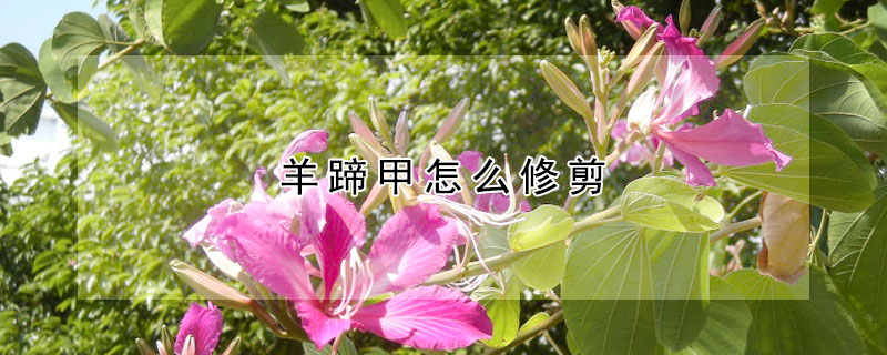羊蹄甲怎么修剪 羊蹄甲怎么修剪视频教程