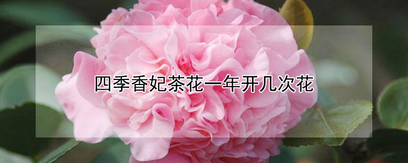 四季香妃茶花一年开几次花（四季茶花香妃几季花）