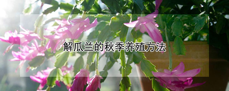 解瓜兰的秋季养殖方法 解瓜兰怎样养