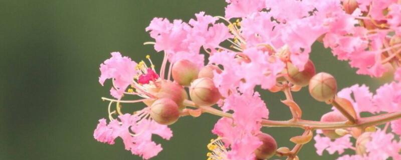 紫薇花的象征意义（紫薇树的寓意及象征）