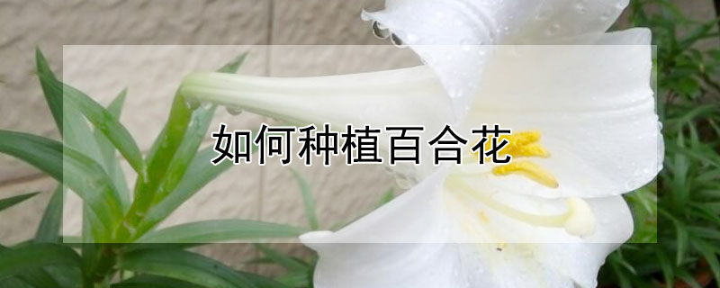 如何种植百合花 如何种植百合花球