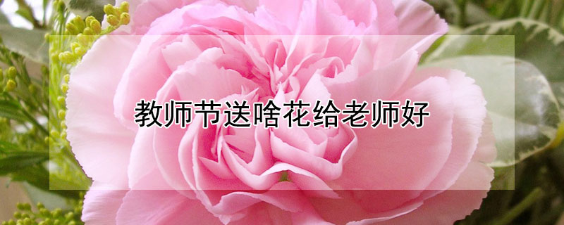 教师节送啥花给老师好（教师节送什么花给老师好呢）