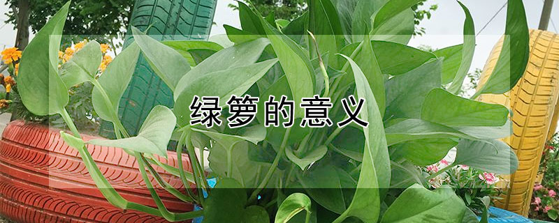 绿箩的意义 绿萝的意义以及花语