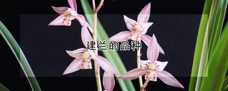 建兰的品种（建兰的品种有哪些图片）