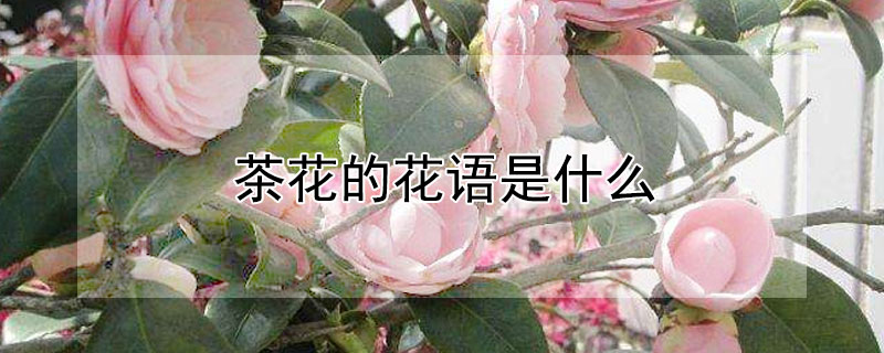 茶花的花语是什么 红色山茶花的花语是什么