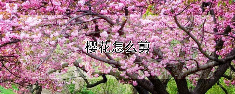 樱花怎么剪 樱花怎么剪枝