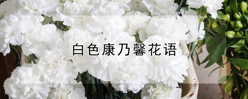 白色康乃馨花语（白色康乃馨花语和寓意）