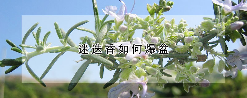 迷迭香如何爆盆 迷迭香如何爆盆最快