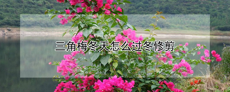 三角梅冬天怎么过冬修剪 三角梅冬天怎么过冬修剪图片