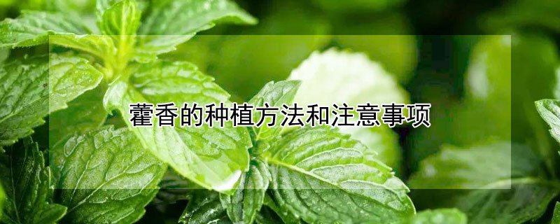 藿香的种植方法和注意事项（藿香的种植方法和注意事项有哪些）