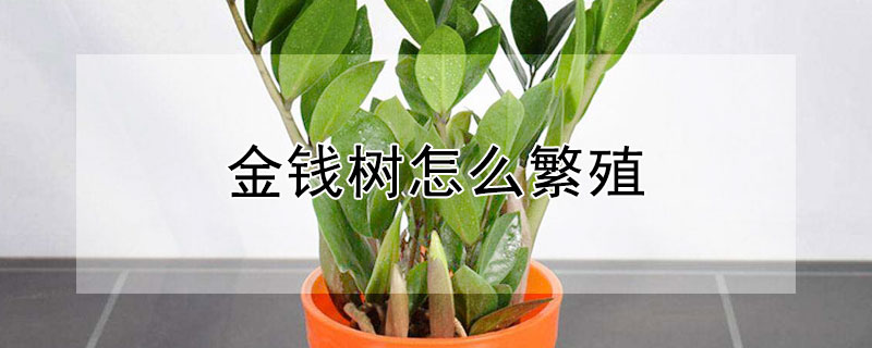 金钱树怎么繁殖（金钱树怎么繁殖,什么时候繁殖?）