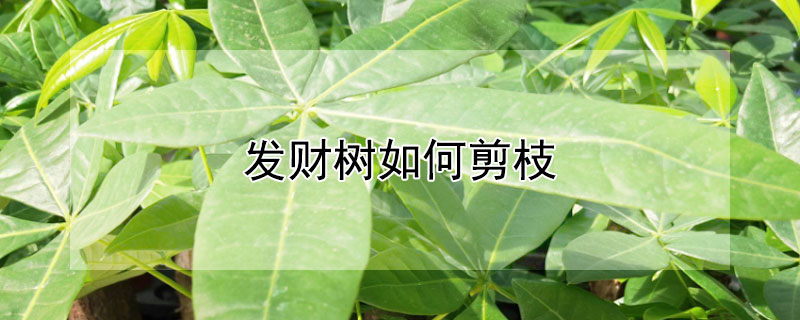 发财树如何剪枝 发财树如何剪枝重新发