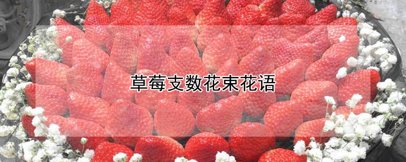 草莓支数花束花语（草莓花束的个数）
