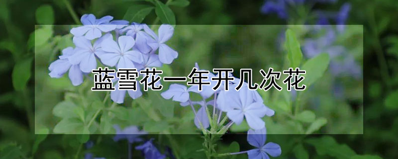 蓝雪花一年开几次花（蓝雪花一年开几次花,花期多长）