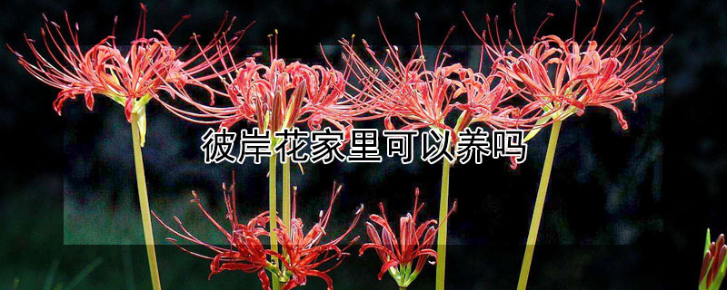 彼岸花家里可以养吗 彼岸花家里可以养吗?