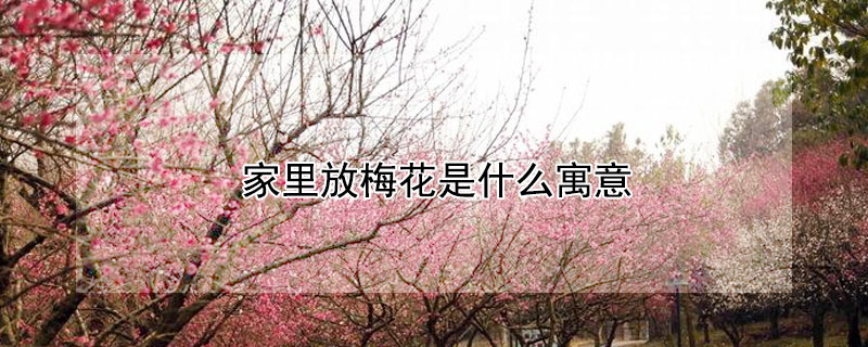 家里放梅花是什么寓意 家里放梅花是什么寓意和象征