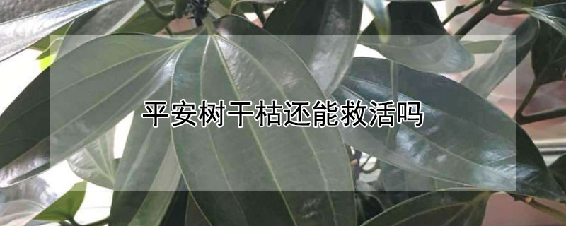 平安树干枯还能救活吗（平安树干了怎么办）