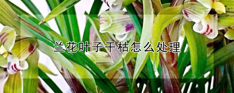 兰花叶子干枯怎么处理（兰花叶子干枯怎么处理最好）