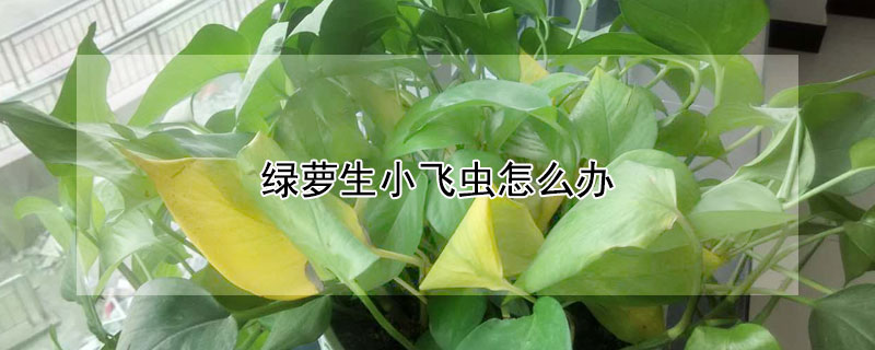 绿萝生小飞虫怎么办（绿萝长小飞虫子怎么办）