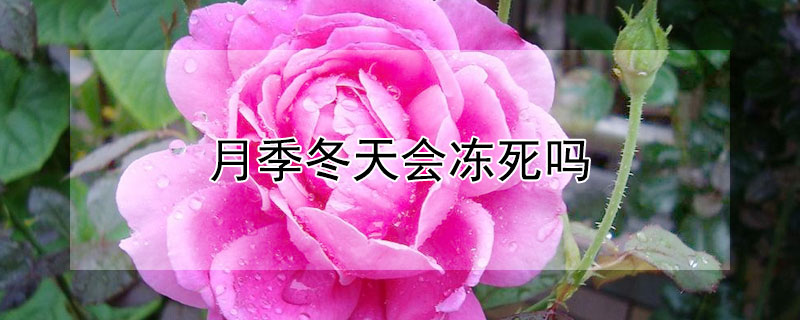 月季冬天会冻死吗 地栽月季冬天会冻死吗