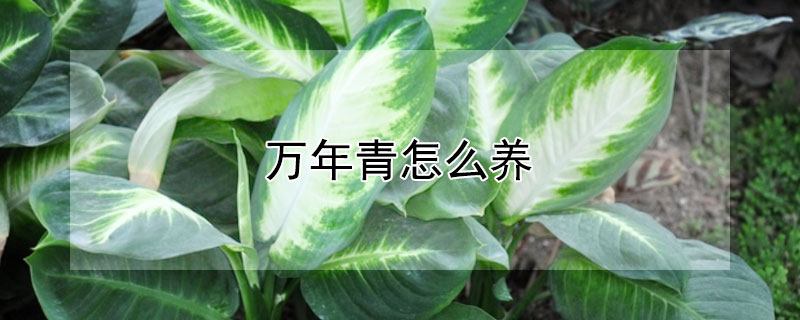 万年青怎么养 万年青怎么养殖方法和注意事项