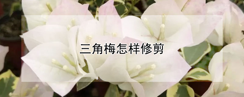 三角梅怎样修剪 三角梅怎样修剪时间
