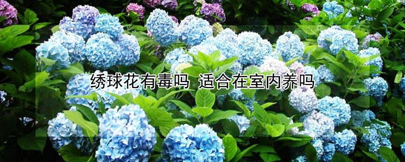 绣球花有毒吗（绣球花有毒吗对人身体有害吗）