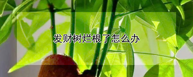 发财树烂根了怎么办 发财树烂根了怎么办还能活吗