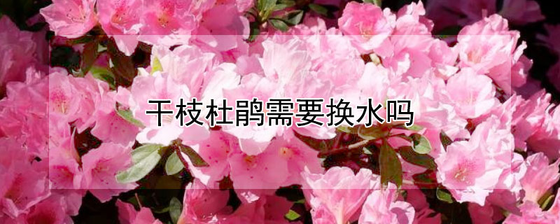 干枝杜鹃需要换水吗 干枝杜鹃用换水吗