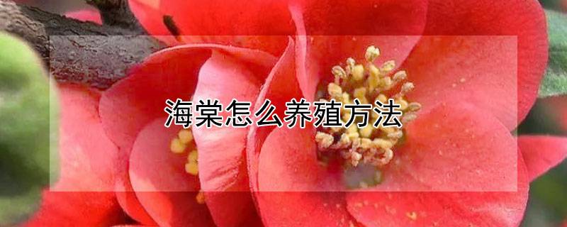 海棠怎么养殖方法 海棠怎么养殖方法视频