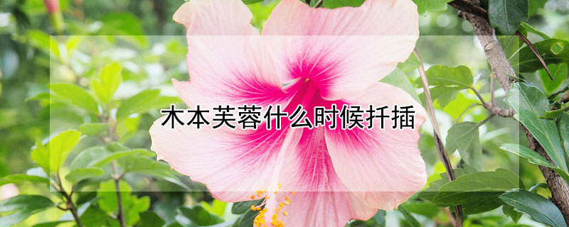 木本芙蓉什么时候扦插（木芙蓉的扦插方法如下）