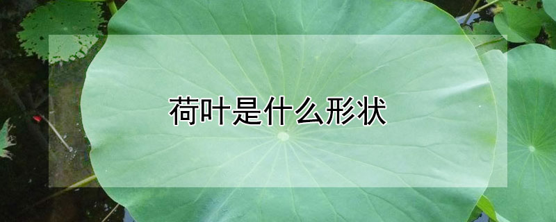 荷叶是什么形状 荷叶是什么形状的它的周长面积质量各是多少