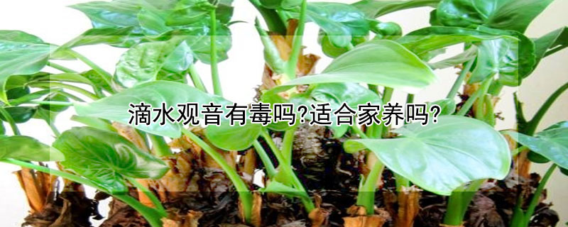 滴水观音有毒吗?适合家养吗?（滴水观音有毒吗?适合家养吗?绿萝）