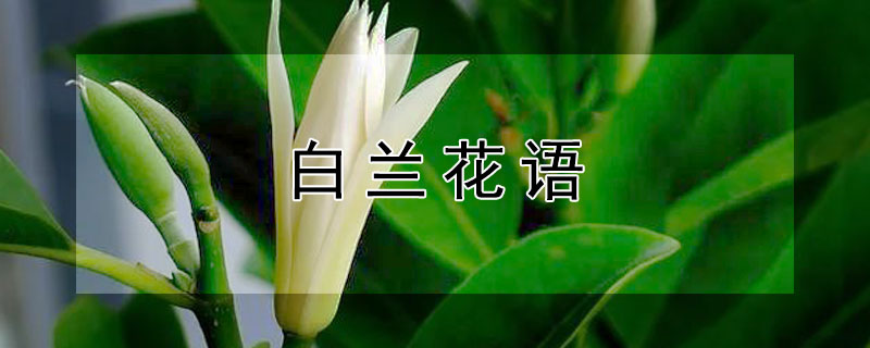 白兰花语（白兰花语象征与寓意）