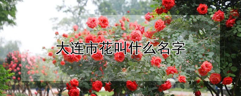 大连市花叫什么名字（大连市花是什么花图片）