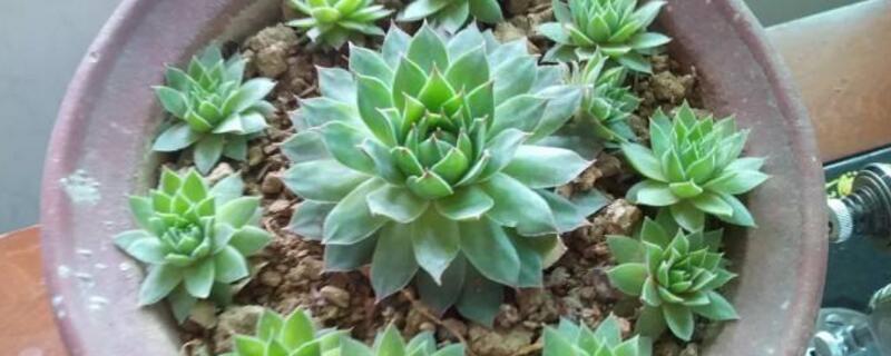 观音莲花语（观音莲花语录大全）