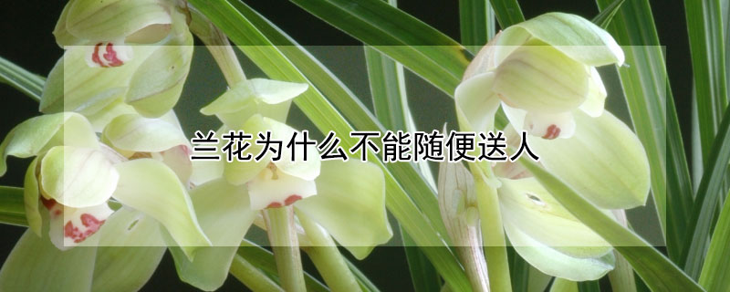 兰花为什么不能随便送人（兰花什么属相不能养）