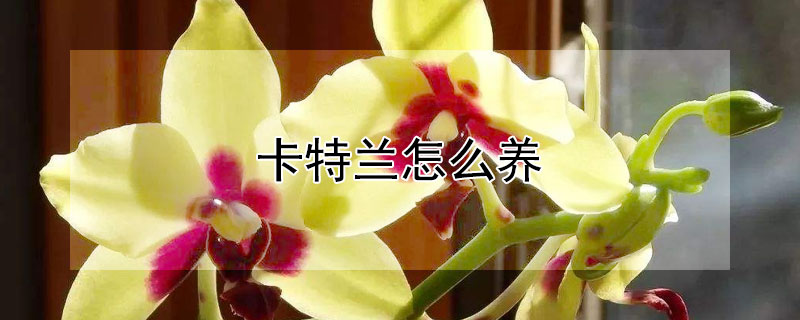 卡特兰怎么养（卡特兰怎么养护）