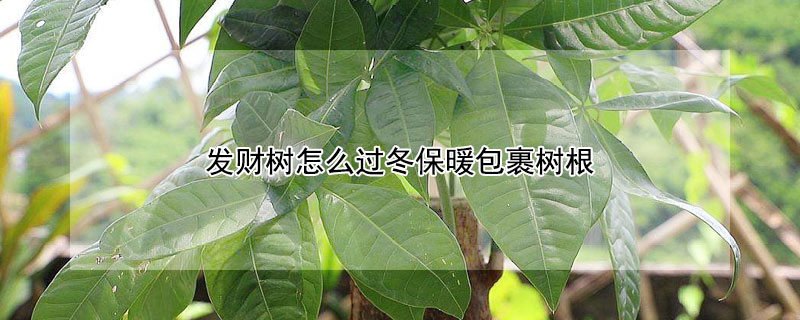 发财树怎么过冬保暖包裹树根（发财树怎么过冬养护冬）
