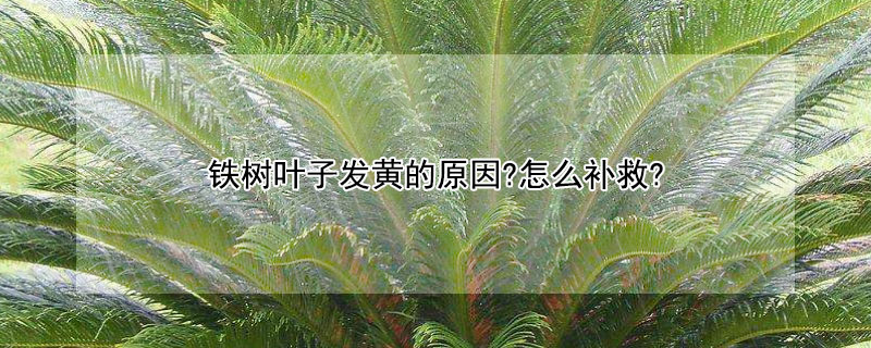 铁树叶子发黄的原因?怎么补救?（墨西哥铁树叶子发黄的原因?怎么补救?）