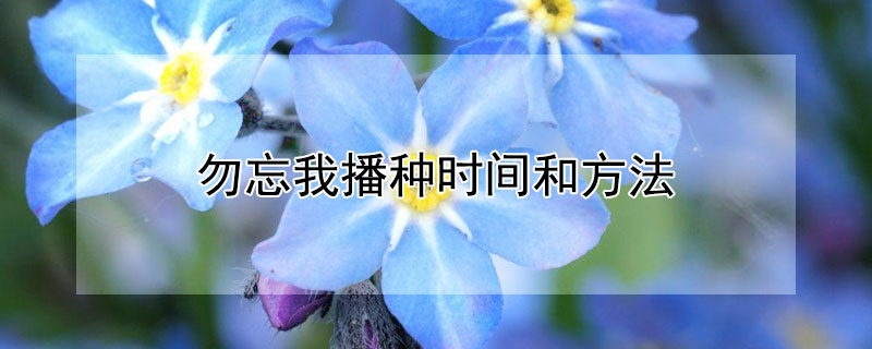勿忘我播种时间和方法（勿忘我的种植方法和注意事项）