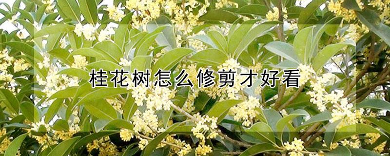桂花树怎么修剪才好看 桂花树怎样修剪才好看