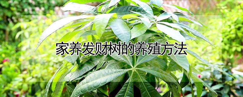 家养发财树的养殖方法 家养发财树的养殖方法图解