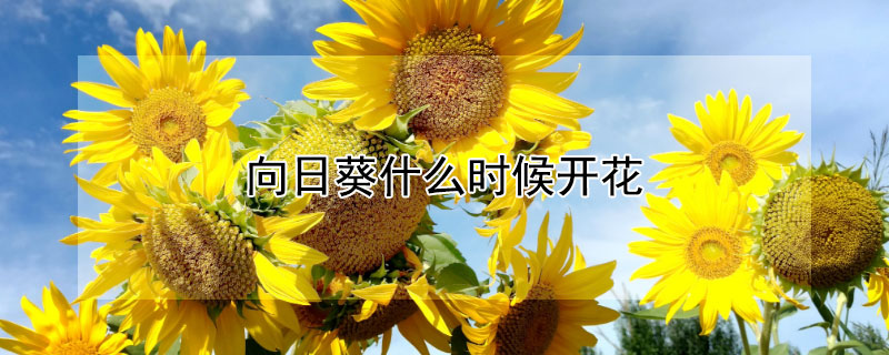 向日葵什么时候开花（向日葵什么时候开花哪个季节）