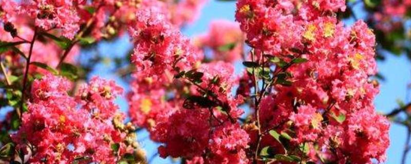 紫薇花语和寓意（紫薇花语）