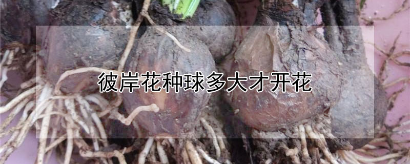 彼岸花种球多大才开花（彼岸花种球多大才开花结果）