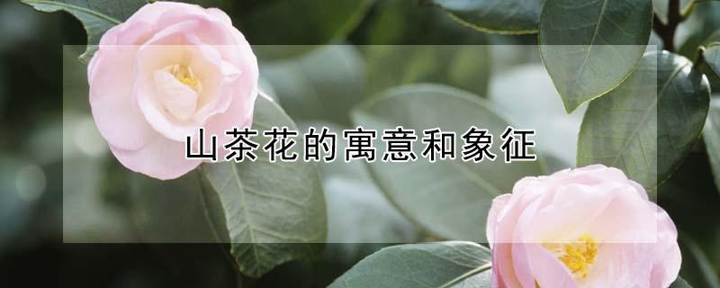 山茶花的寓意和象征 山茶花的寓意和象征的作文