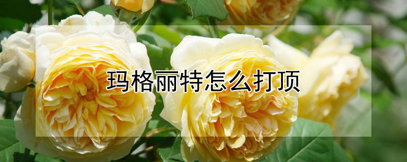 玛格丽特怎么打顶（玛格丽特怎么爆花）